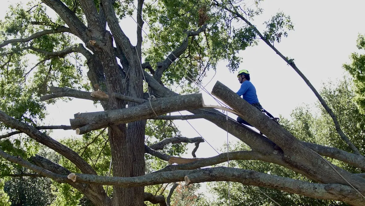 Professional Crown Thinning performed by certified arborists in Chewsville