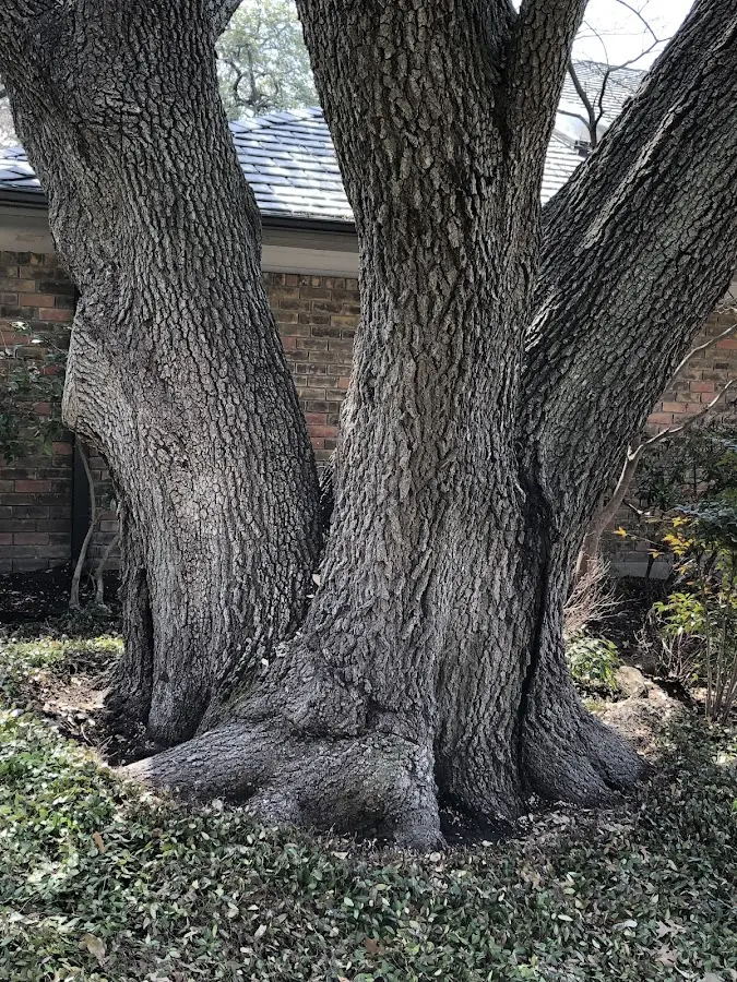 Mature heritage tree close to a Chewsville property cared for by certified arborists